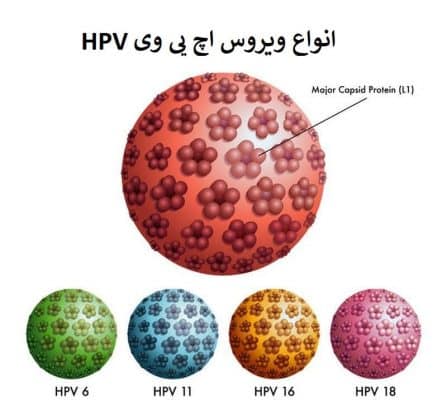 different types of hpv virus